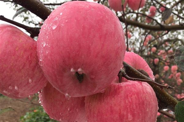 苹果的等级怎么划分,通常分为优等品、一等品、二等品