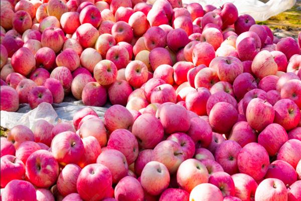 苹果的等级怎么划分,通常分为优等品、一等品、二等品