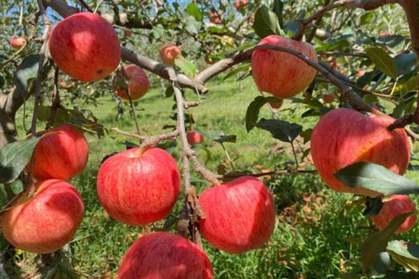 苹果的等级怎么划分,通常分为优等品、一等品、二等品