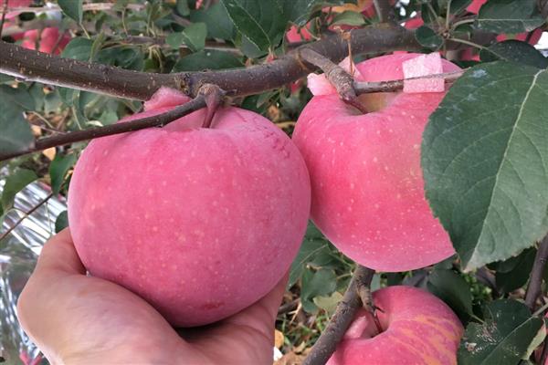 苹果的等级怎么划分,通常分为优等品、一等品、二等品