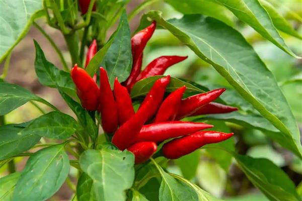 辣椒面和辣椒粉的区别，原材料和制作工艺均不同