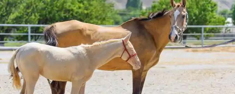 马怎么繁殖后代，马为胎生繁殖