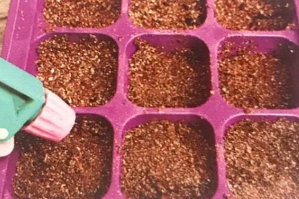 生菜球怎么种植,出苗后每天早晚各喷一次水