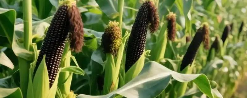 黑玉米的品种，黑珍珠、黑糯1号等品种很常见