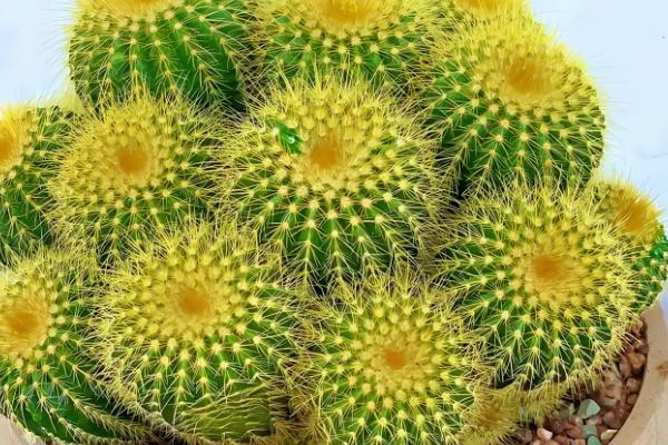 仙人球怕冷吗，仙人球怕冷