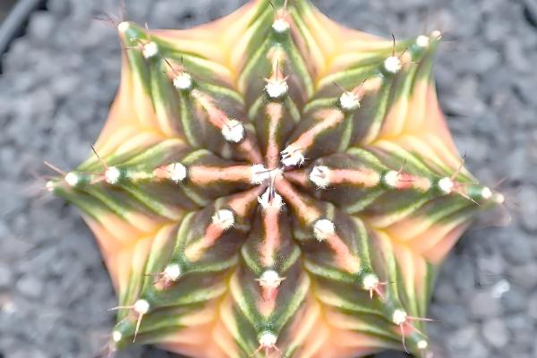 仙人球怕冷吗，仙人球怕冷