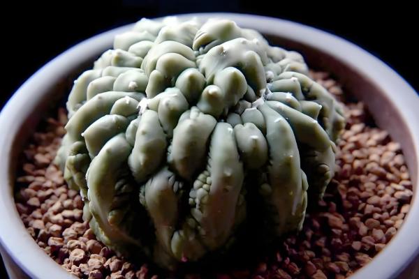 仙人球怕冷吗，仙人球怕冷