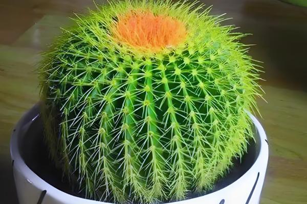 仙人球怕冷吗，仙人球怕冷