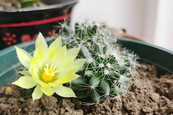 仙人球怕冷吗，仙人球怕冷