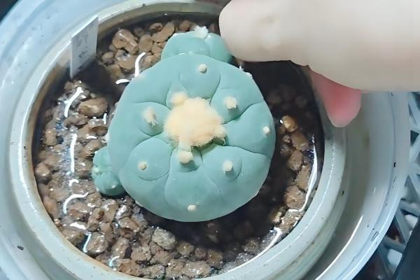 仙人球怕冷吗，仙人球怕冷