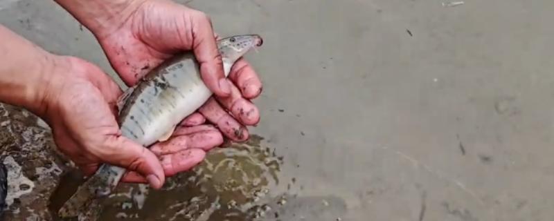 钓泥鳅应该钓底吗，属于底栖性鱼类