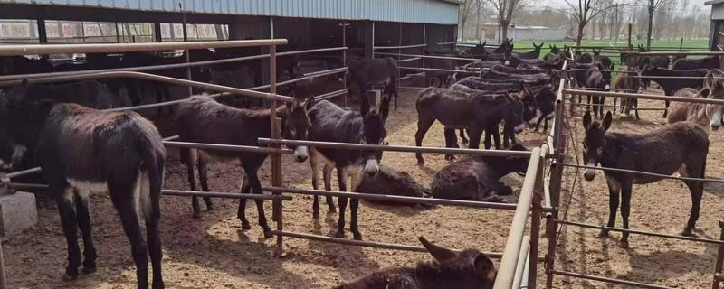 肉驴如何销售，通过肉场是最普遍的方法