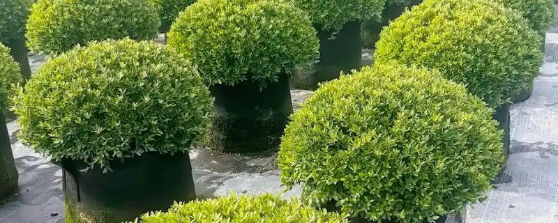 冬青的生长习性，冬青喜温暖湿润环境