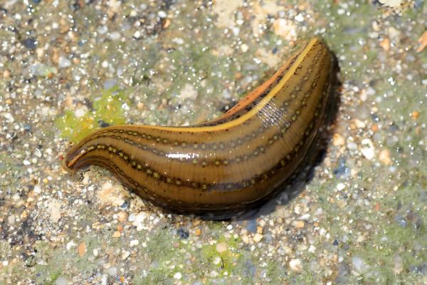 蚂蟥的诱捕方法,以下五种方式均可采取