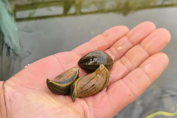 蚂蟥的诱捕方法,以下五种方式均可采取