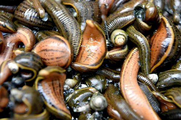 蚂蟥的诱捕方法,以下五种方式均可采取