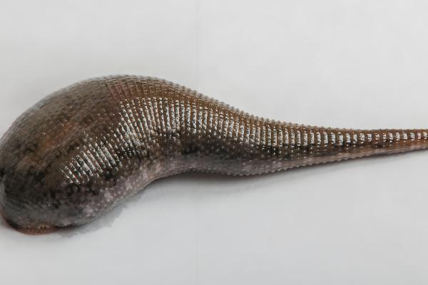 蚂蟥的诱捕方法,以下五种方式均可采取