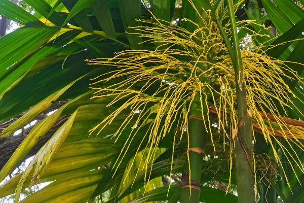 哪些棕榈科植物很常见,包括桄榔、椰子、袖珍椰子等品种