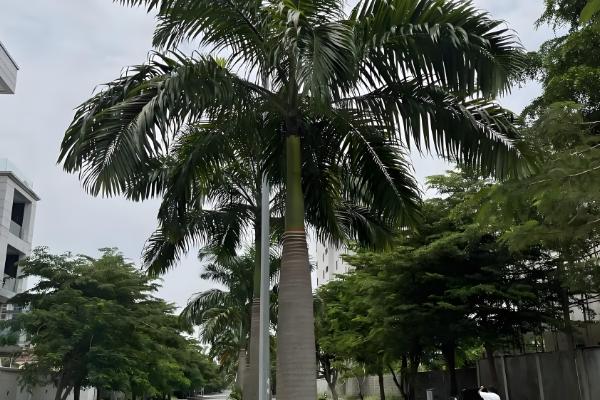 哪些棕榈科植物很常见,包括桄榔、椰子、袖珍椰子等品种