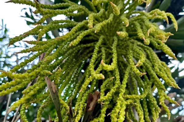 哪些棕榈科植物很常见,包括桄榔、椰子、袖珍椰子等品种