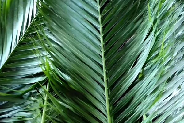 哪些棕榈科植物很常见,包括桄榔、椰子、袖珍椰子等品种