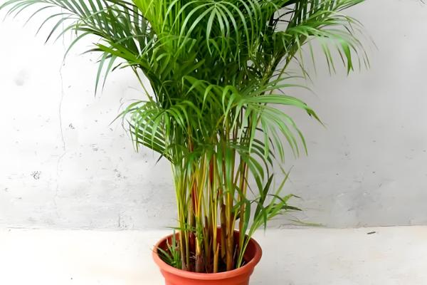 哪些棕榈科植物很常见,包括桄榔、椰子、袖珍椰子等品种