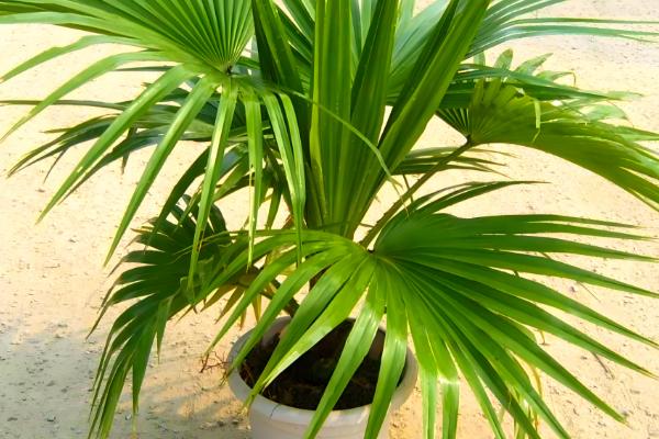 哪些棕榈科植物很常见,包括桄榔、椰子、袖珍椰子等品种