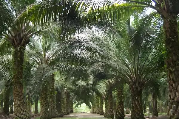 哪些棕榈科植物很常见,包括桄榔、椰子、袖珍椰子等品种