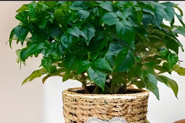 平安树怎么水培,每周换一次水