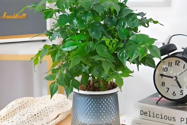 平安树怎么水培,每周换一次水