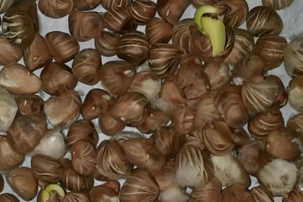 平安树怎么水培,每周换一次水