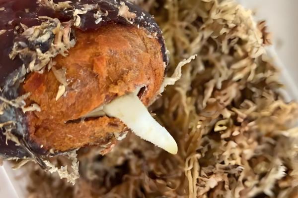 平安树怎么水培,每周换一次水