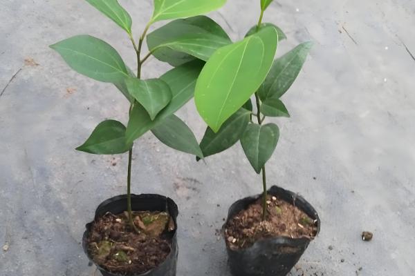 平安树怎么水培,每周换一次水