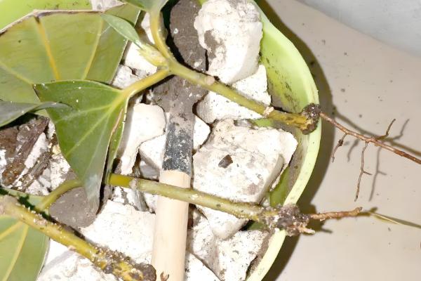 平安树怎么水培,每周换一次水