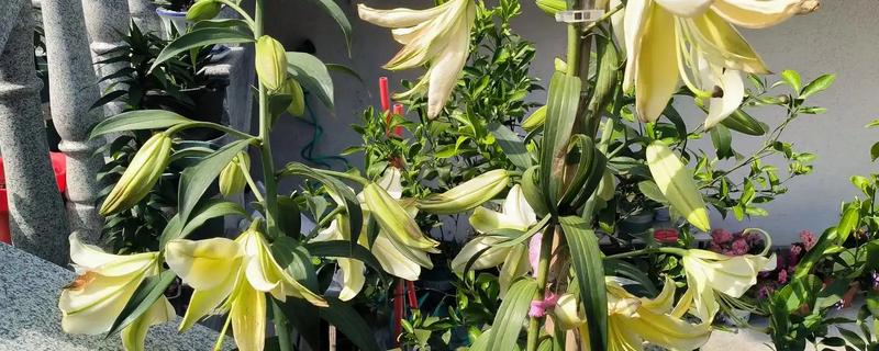 香水百合是否有毒，不含毒素但香味可能让人感到不适