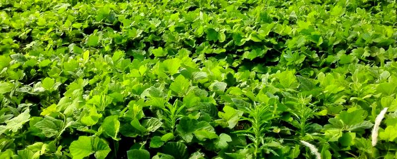 葛根是喜阳还是喜阴，葛根喜阳