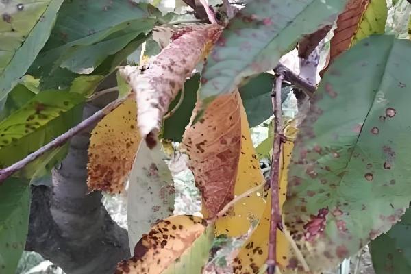 樱花病害症状与防治方法，常见的有穿孔性褐斑病、叶枯病等