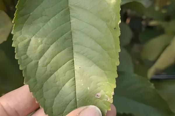 樱花病害症状与防治方法，常见的有穿孔性褐斑病、叶枯病等