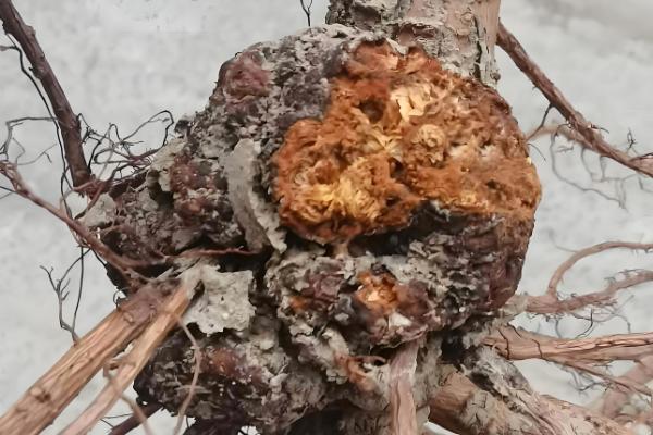 樱花病害症状与防治方法，常见的有穿孔性褐斑病、叶枯病等