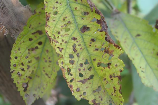 樱花病害症状与防治方法，常见的有穿孔性褐斑病、叶枯病等