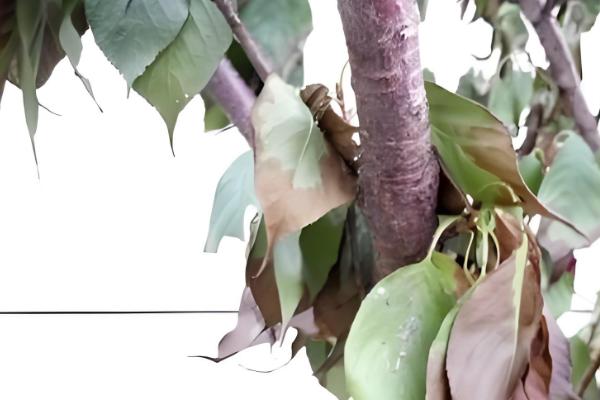 樱花病害症状与防治方法，常见的有穿孔性褐斑病、叶枯病等