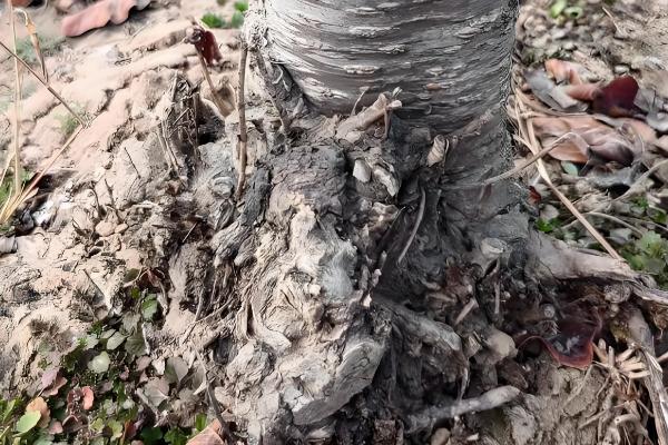 樱花病害症状与防治方法，常见的有穿孔性褐斑病、叶枯病等