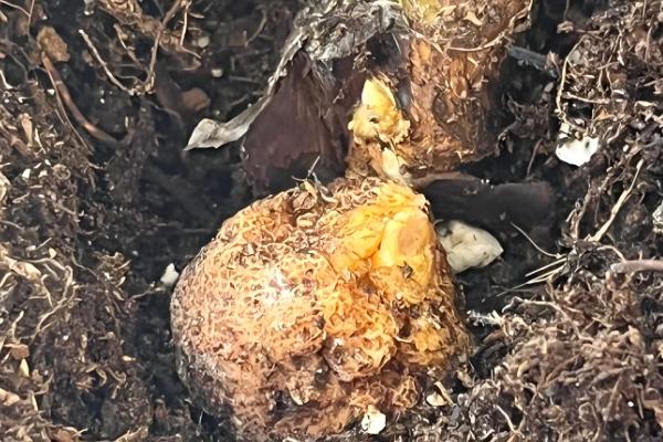 樱花病害症状与防治方法，常见的有穿孔性褐斑病、叶枯病等