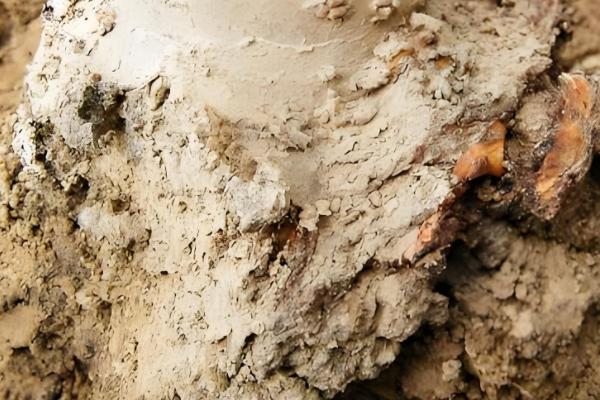 樱花病害症状与防治方法，常见的有穿孔性褐斑病、叶枯病等