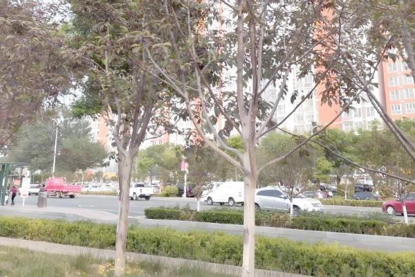 樱花病害症状与防治方法，常见的有穿孔性褐斑病、叶枯病等