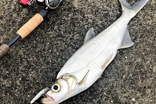 翘嘴与白条的区别，形态、习性等方面不同