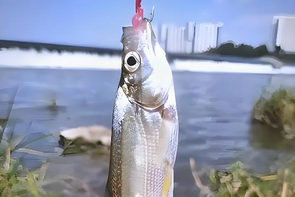 翘嘴与白条的区别，形态、习性等方面不同