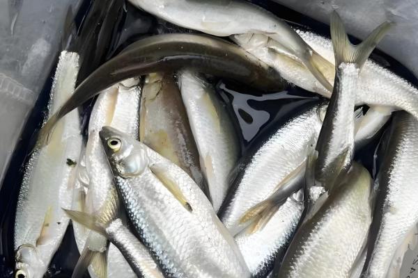 翘嘴与白条的区别，形态、习性等方面不同