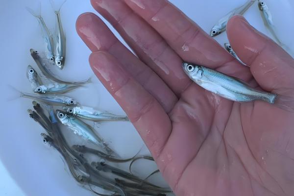 翘嘴与白条的区别，形态、习性等方面不同