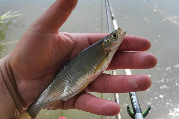 翘嘴与白条的区别，形态、习性等方面不同